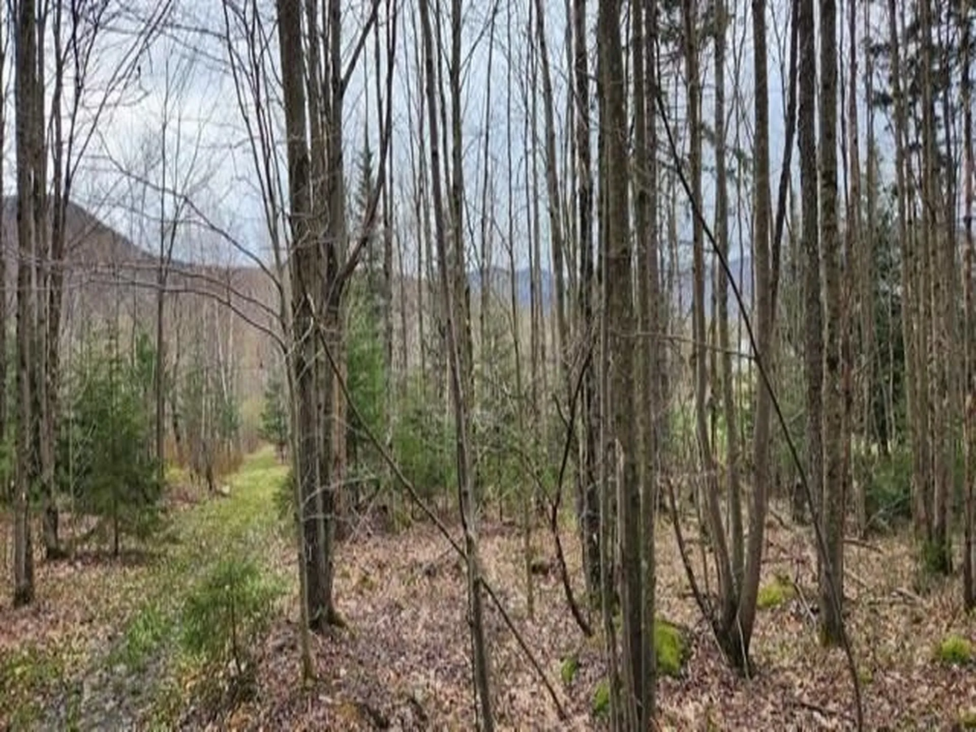 00 Thomas Drive Montgomery VT 05471