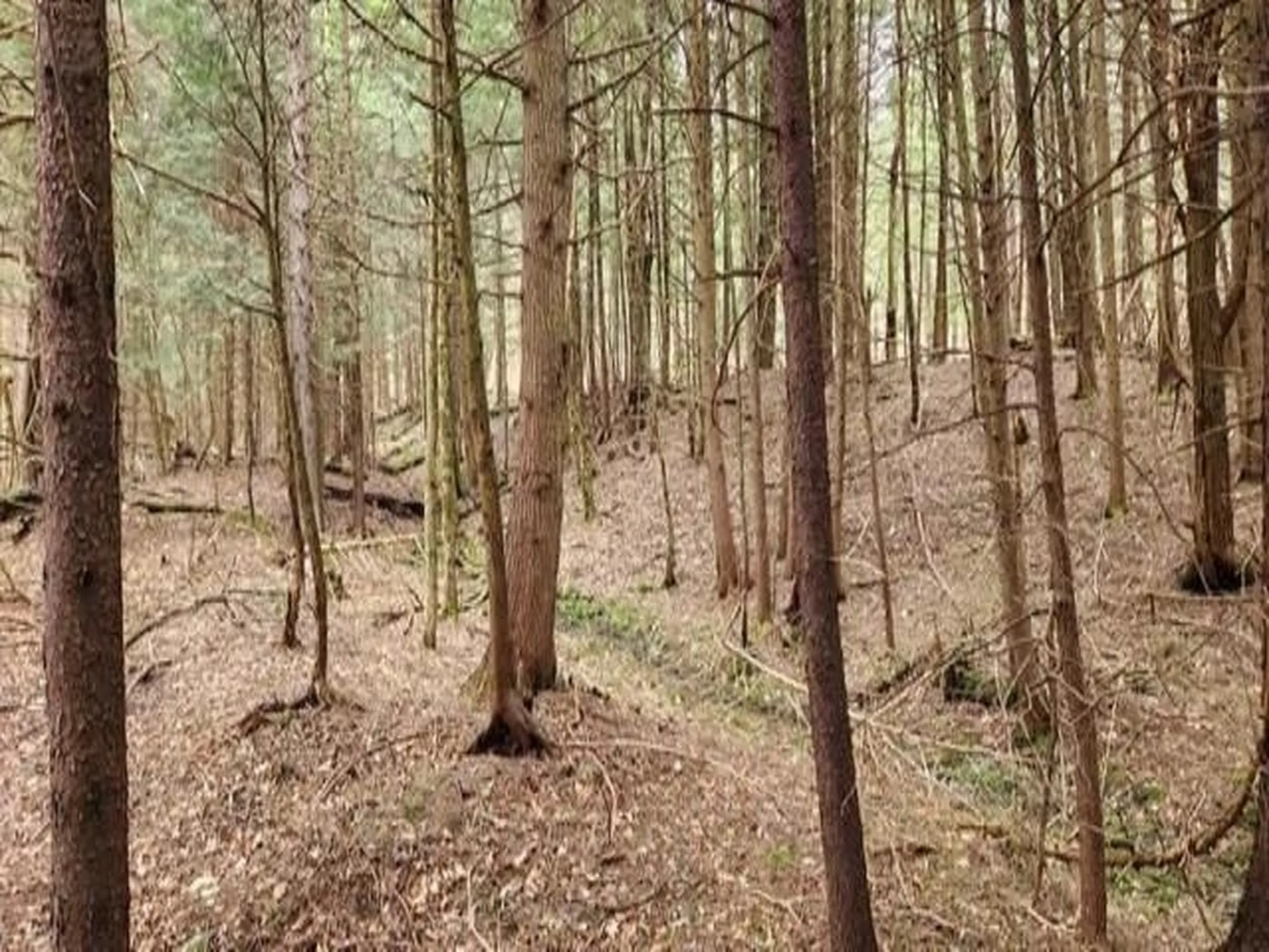 00 Thomas Drive Montgomery VT 05471