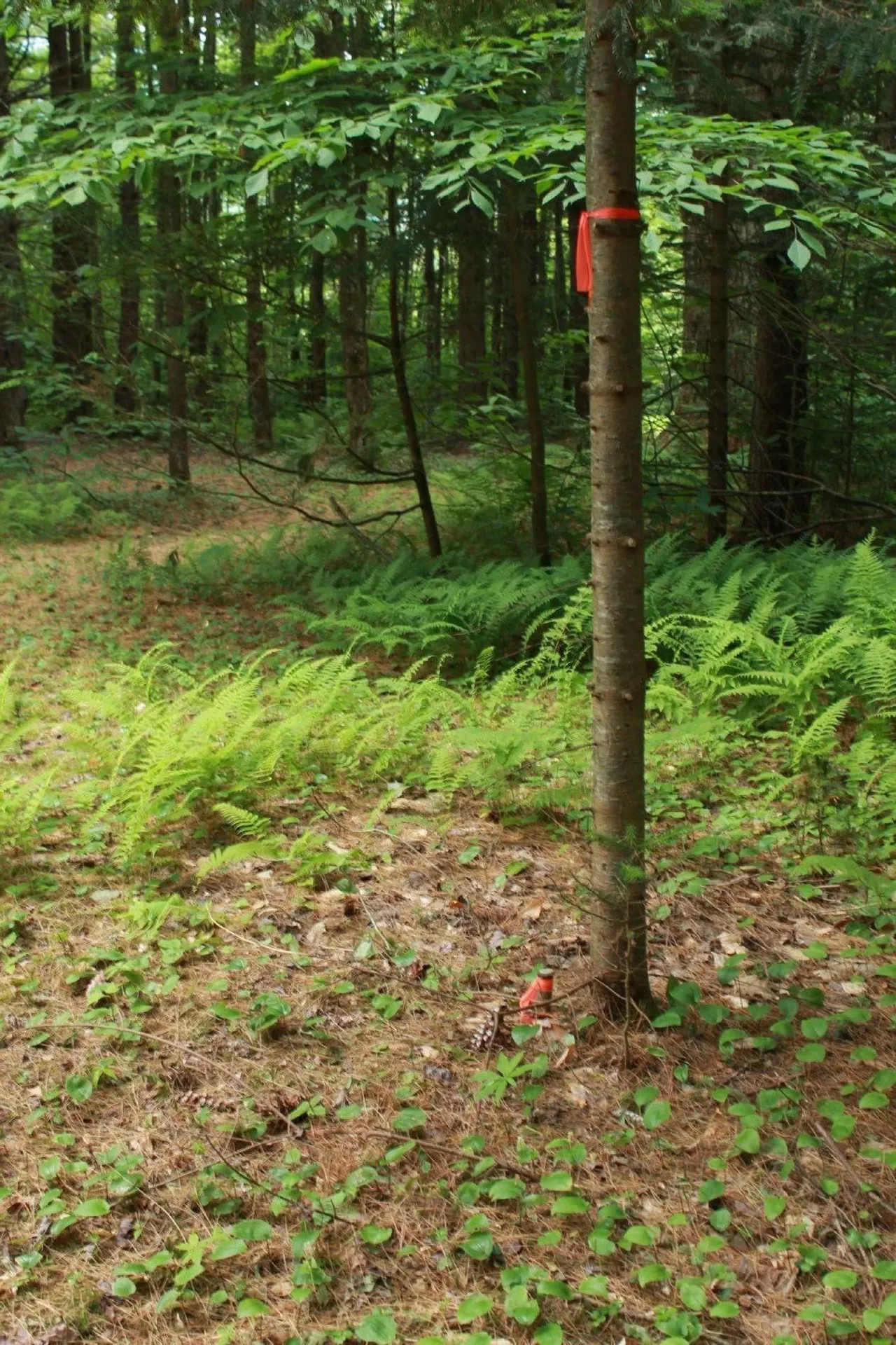 00 Thomas Drive Montgomery VT 05471