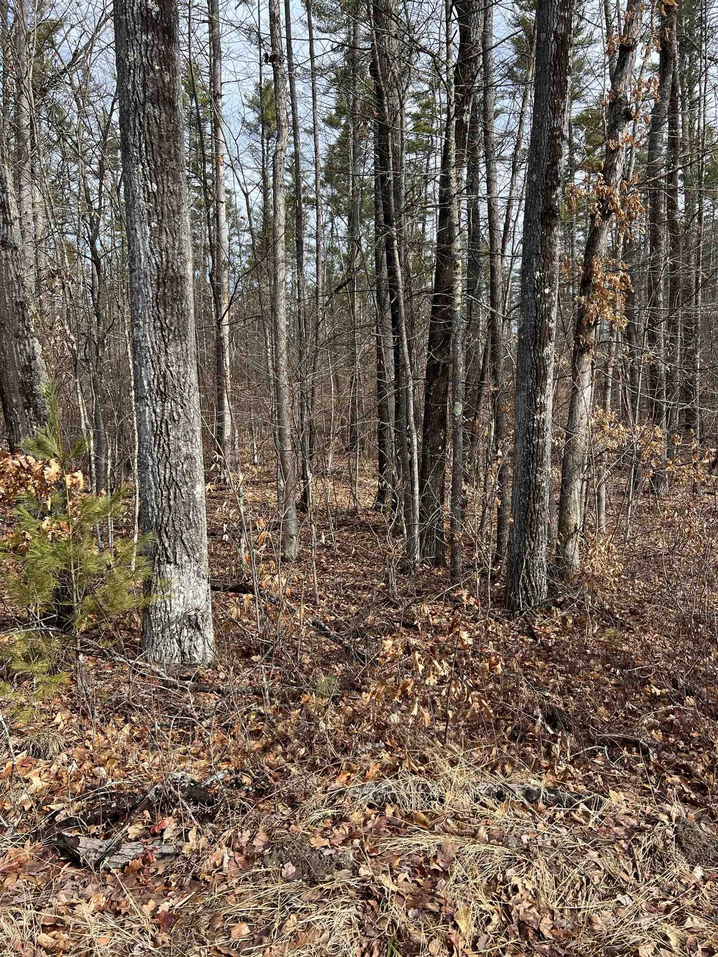 Pine Street Hopkinton NH 03229