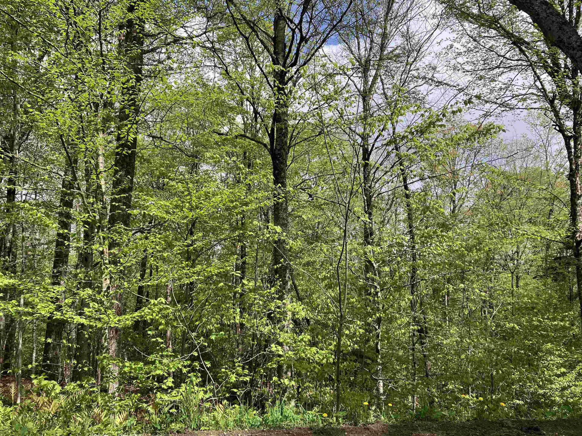 139 Big Bend Loop Wilmington VT 05363