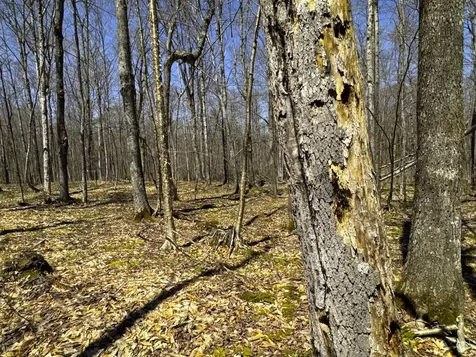 0 Butz Road Granville VT 05747