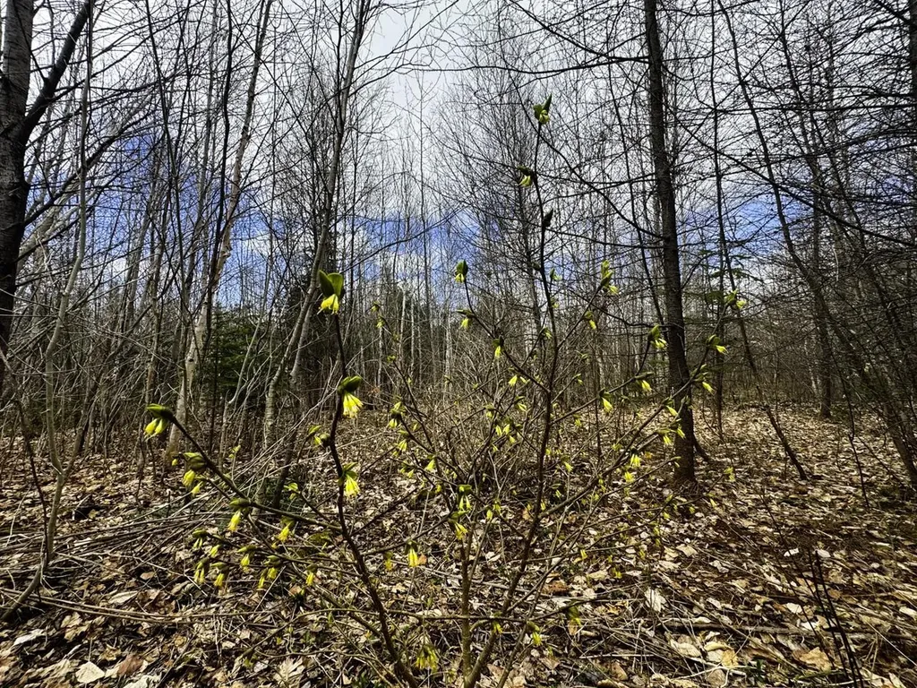 0 Burke Green Road Burke VT 05832