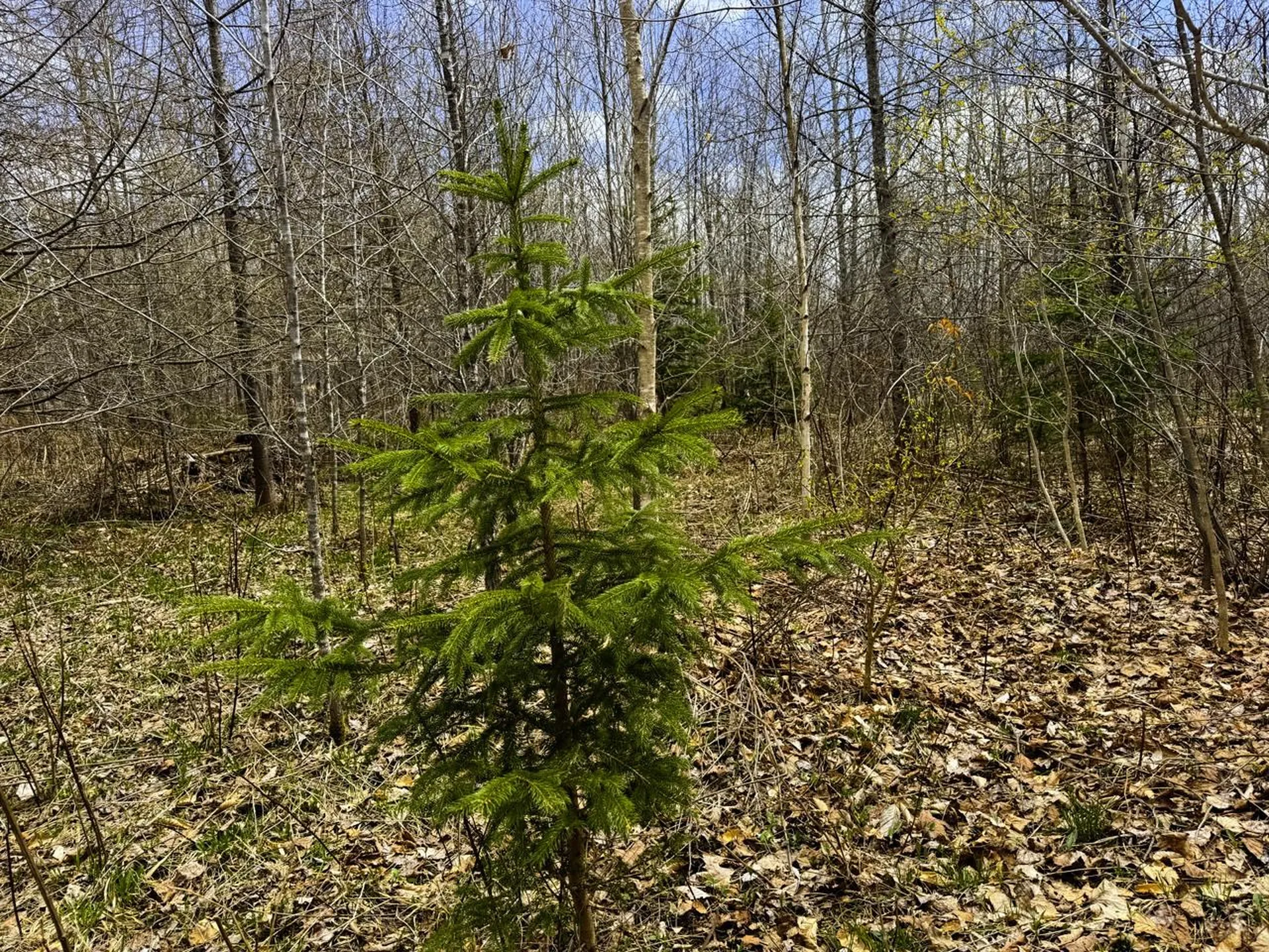 0 Burke Green Road Burke VT 05832