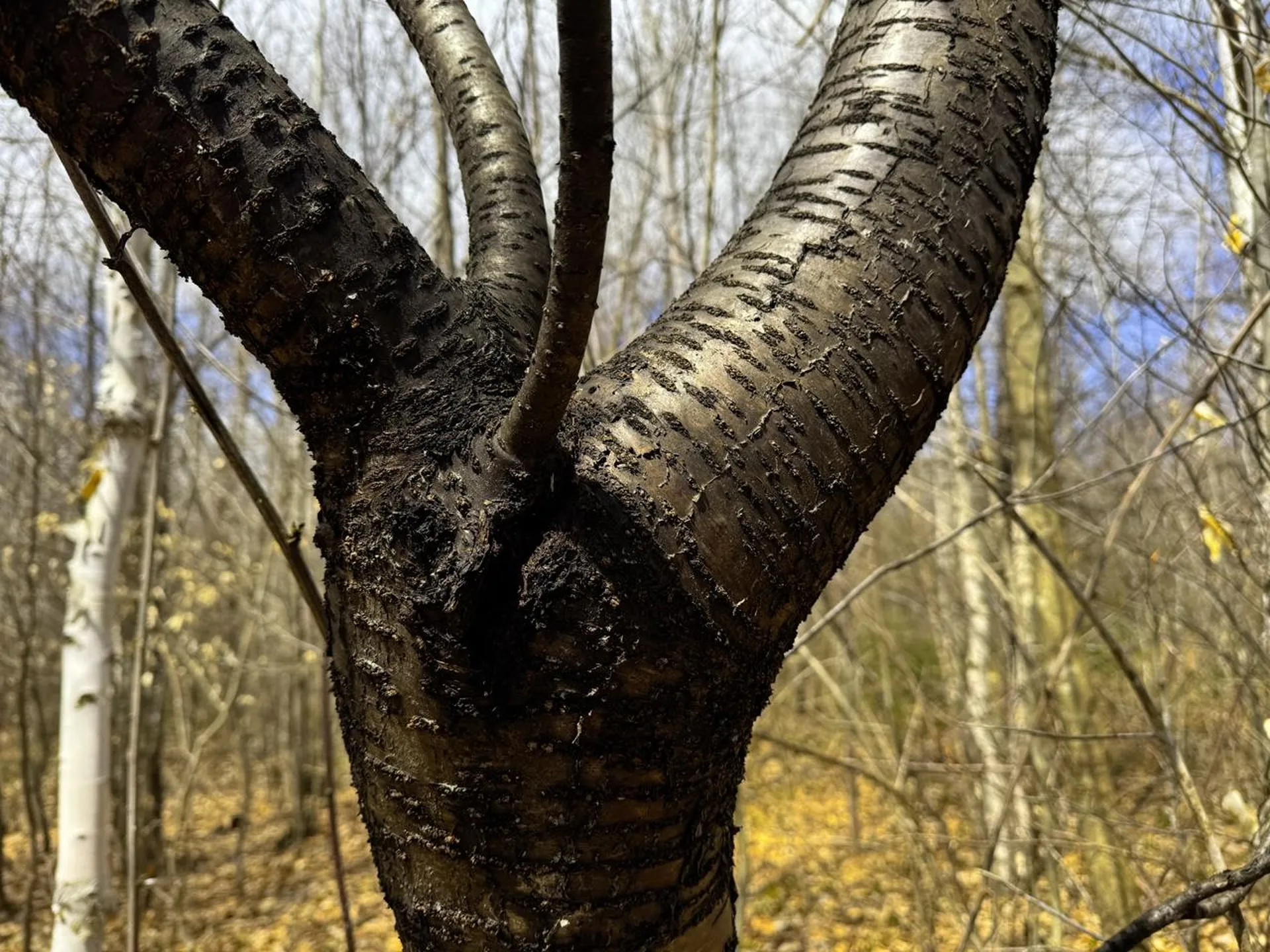 0 Burke Green Road Burke VT 05832