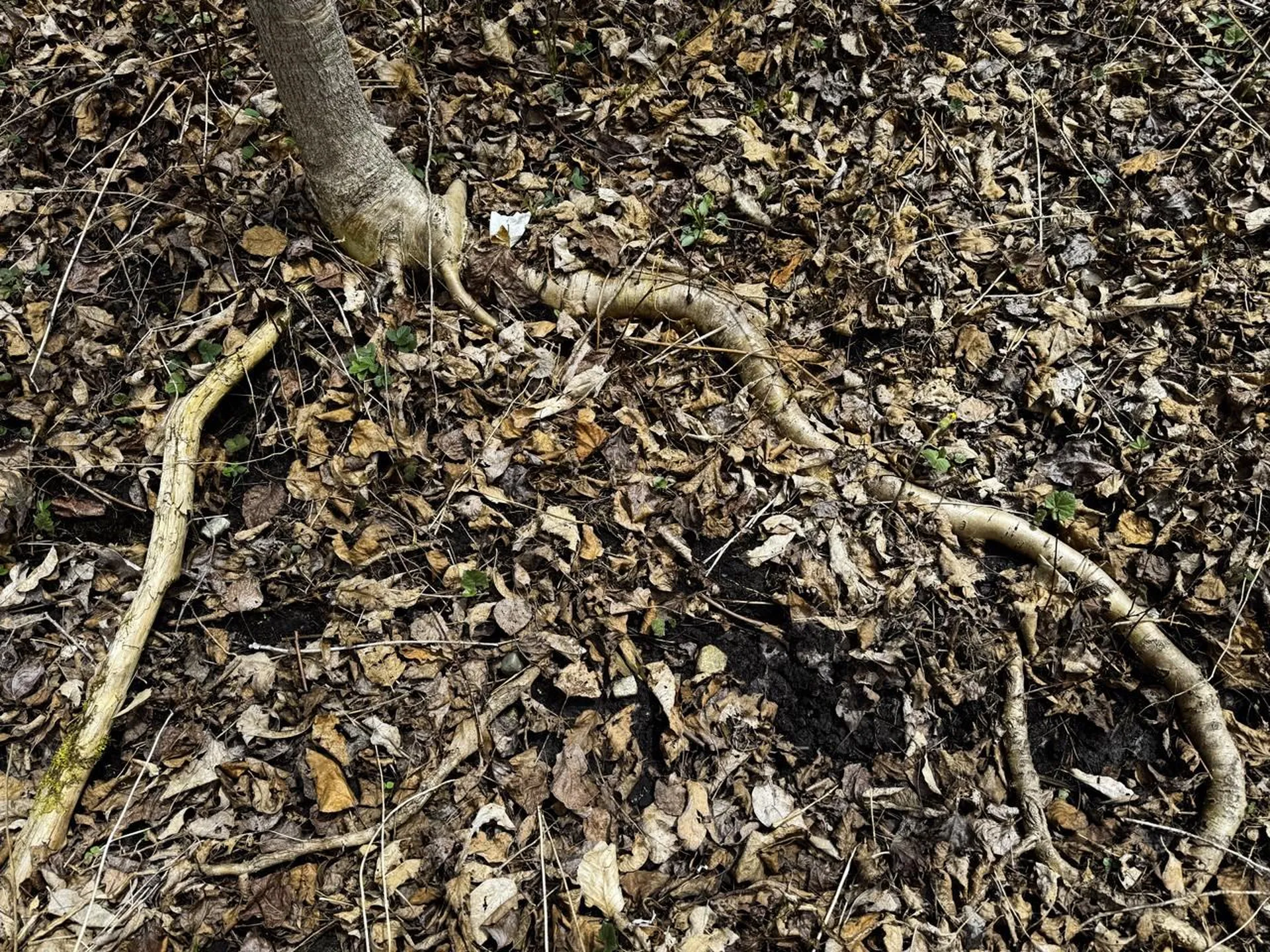 0 Burke Green Road Burke VT 05832