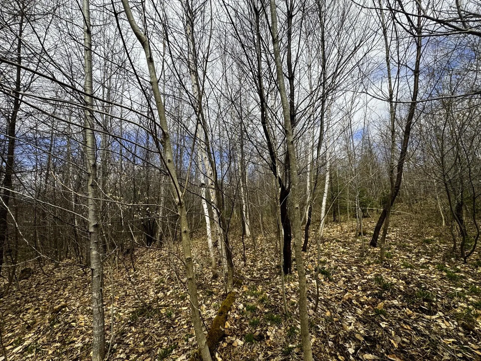 0 Burke Green Road Burke VT 05832