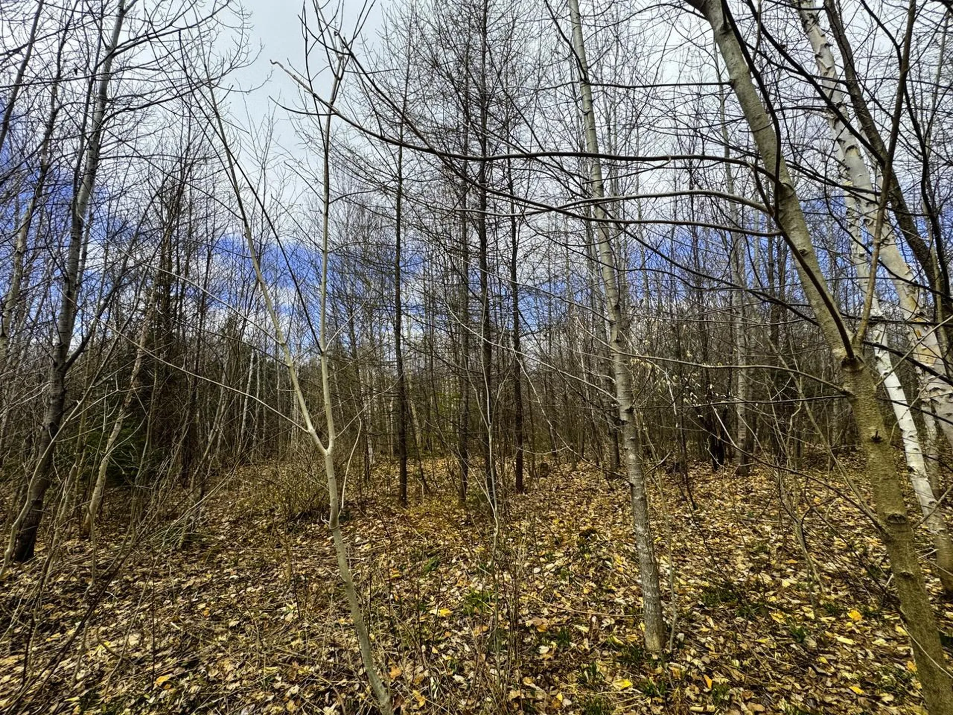 0 Burke Green Road Burke VT 05832