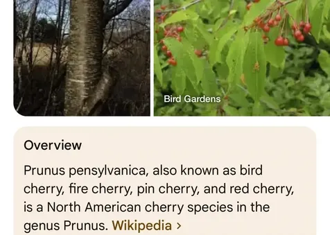 0 Burke Green Road Burke VT 05832