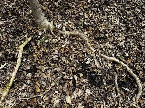 0 Burke Green Road Burke VT 05832