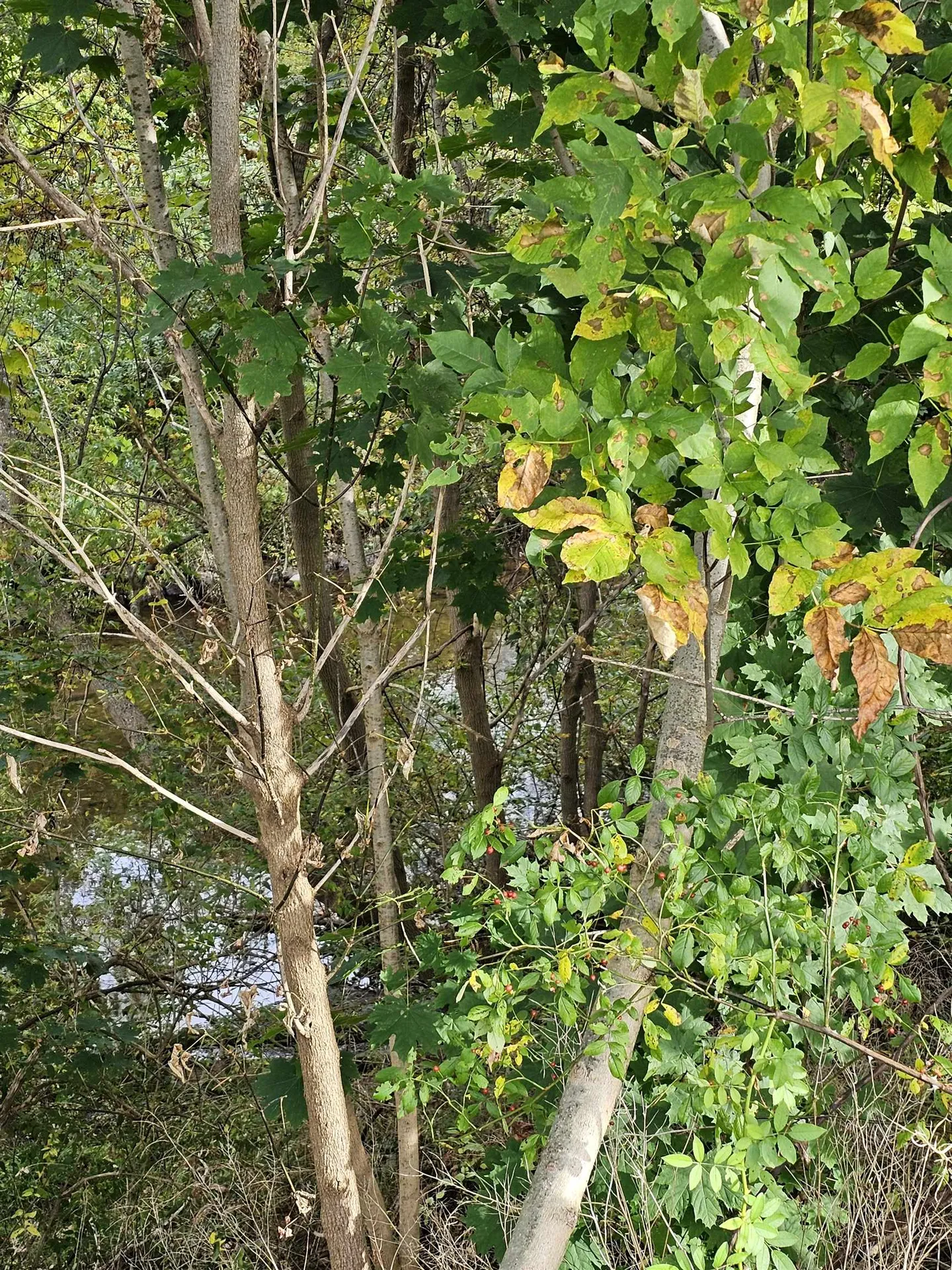 130 Morgan Street Bennington VT 05201