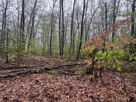 0 Old Walpole Road Surry NH 03431