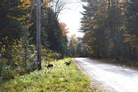 2305 West Hill Road Roxbury VT 05669