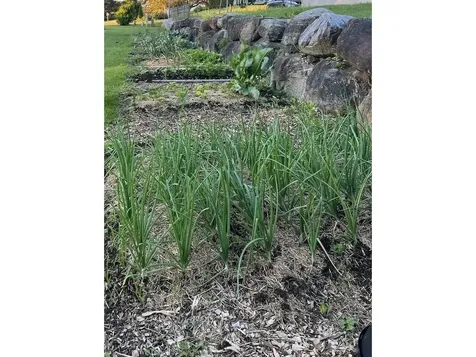 42 Bowman Road Vergennes VT 05491