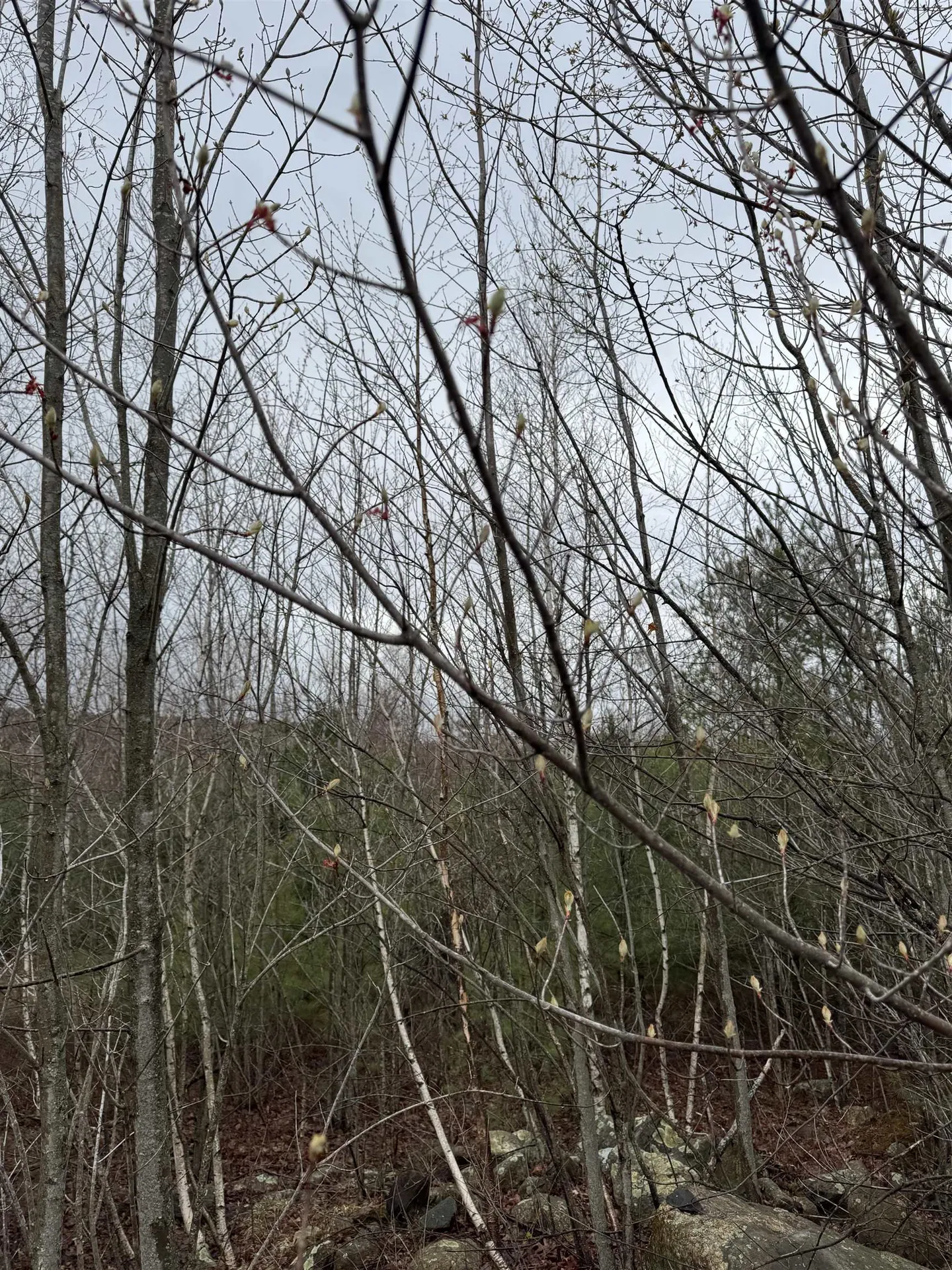 Tbd Mason Road Milton NH 03851