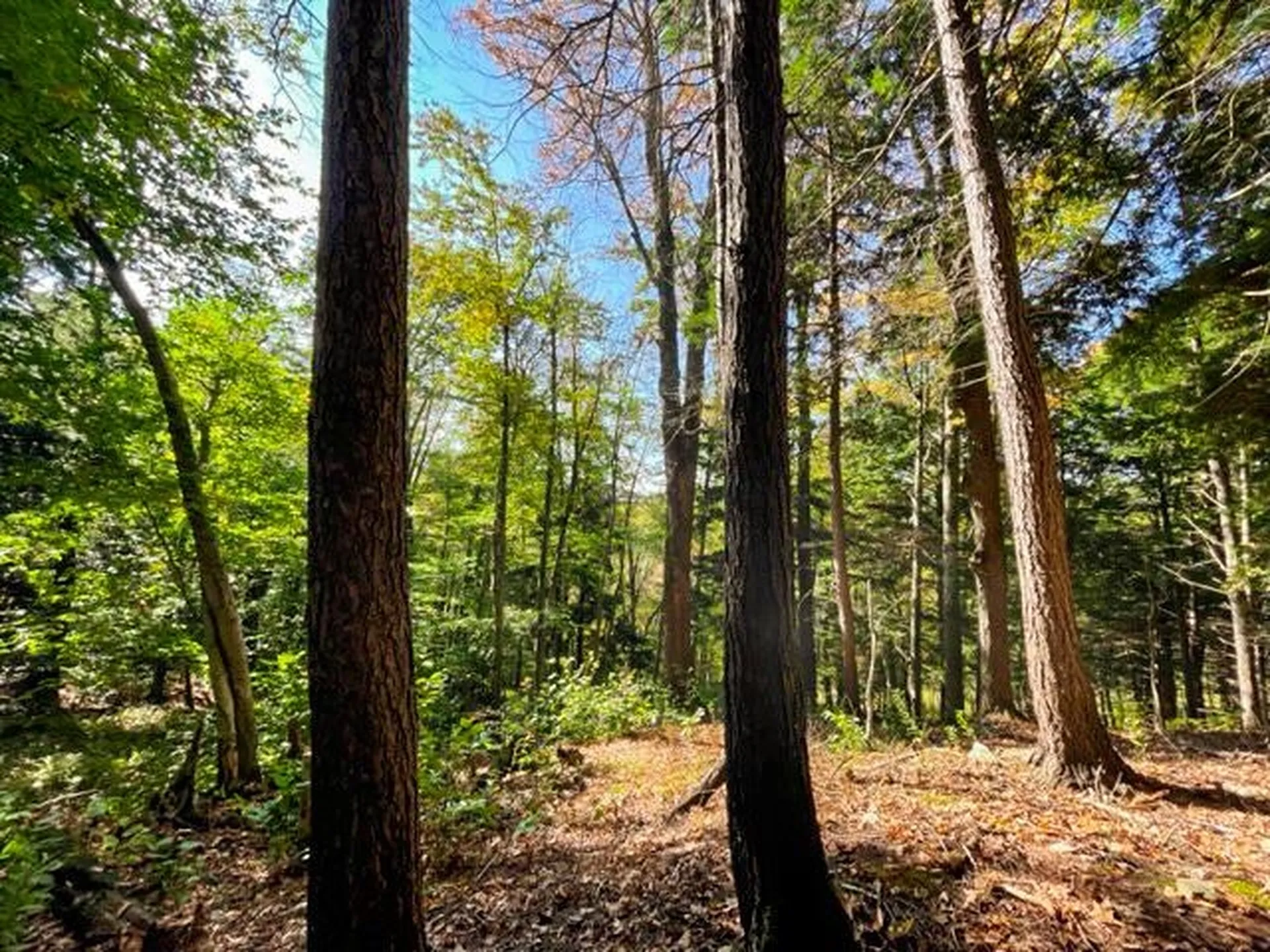 80 Carroll Road Waitsfield VT 05673