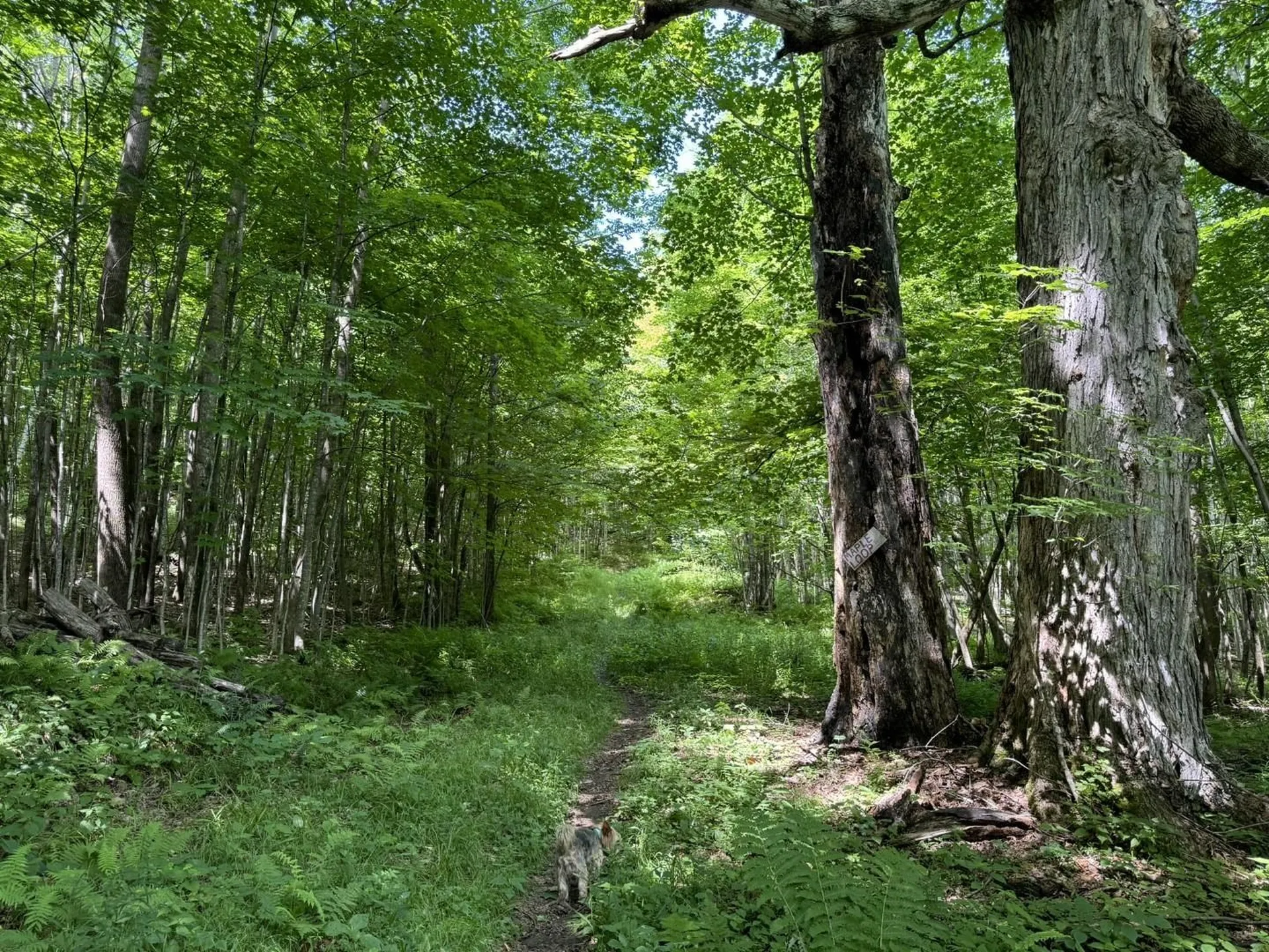 398 Sunrise Drive Huntington VT 05462