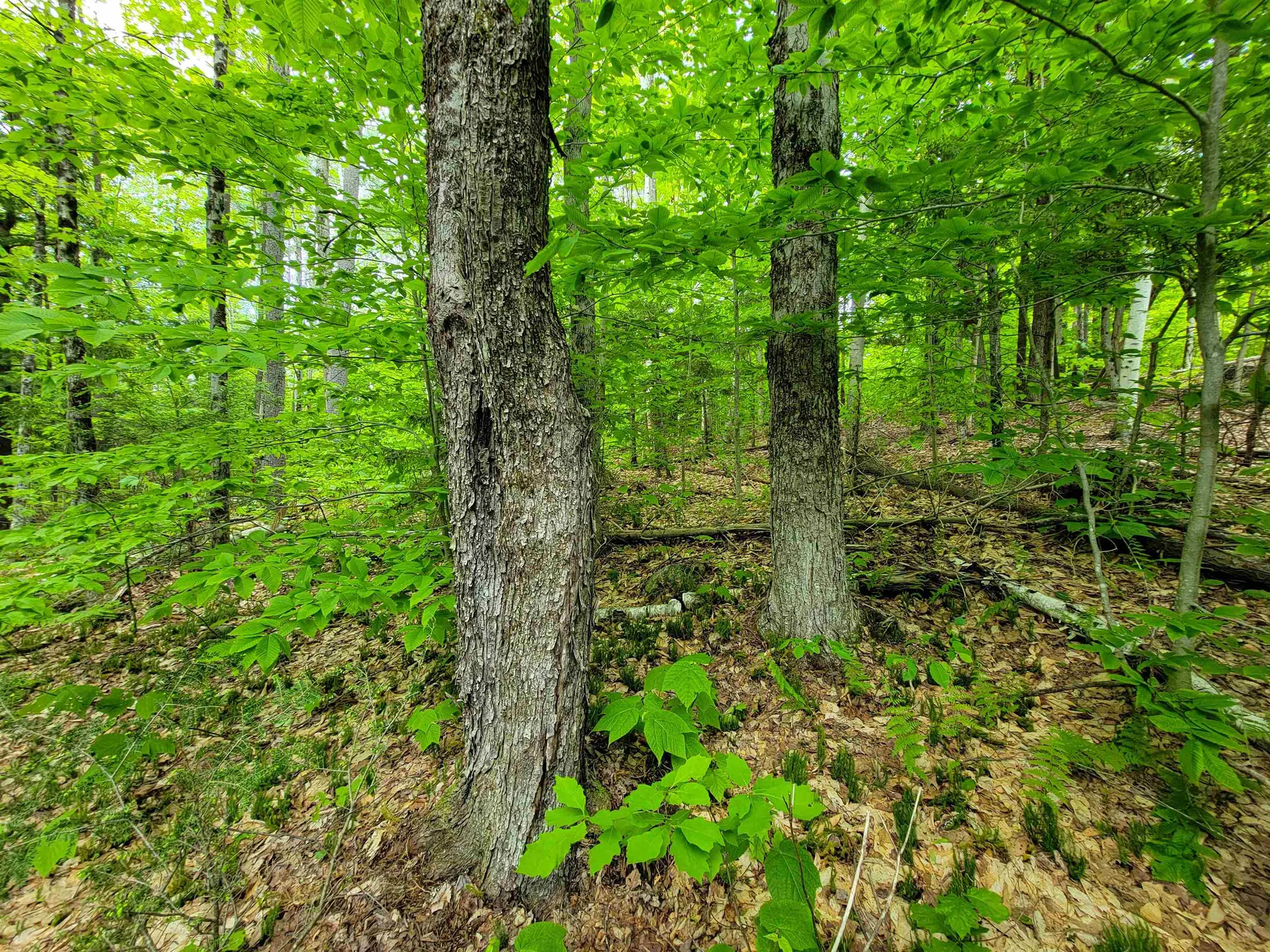 1105 South Hill Road Jamaica VT 05343