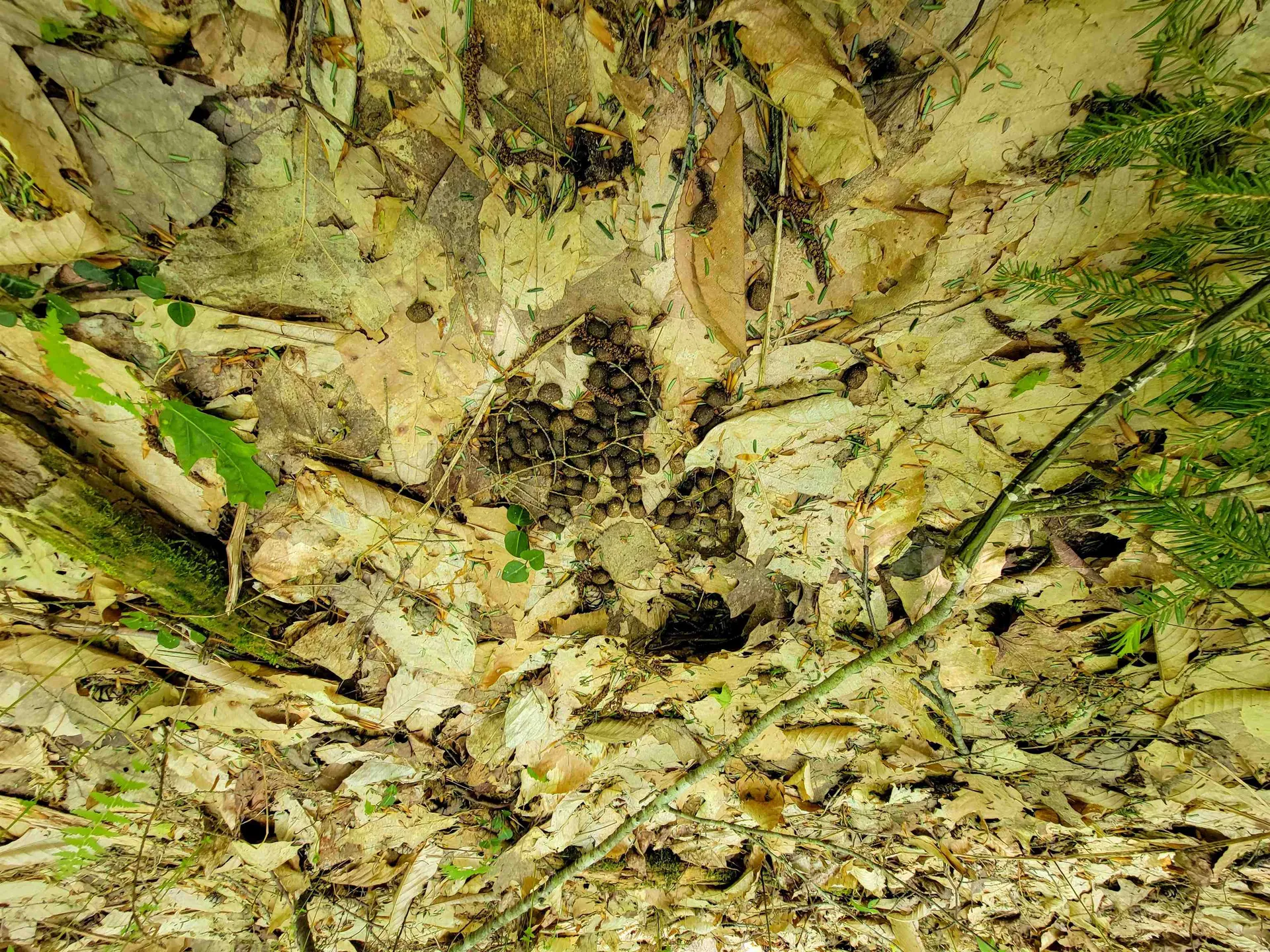 1105 South Hill Road Jamaica VT 05343