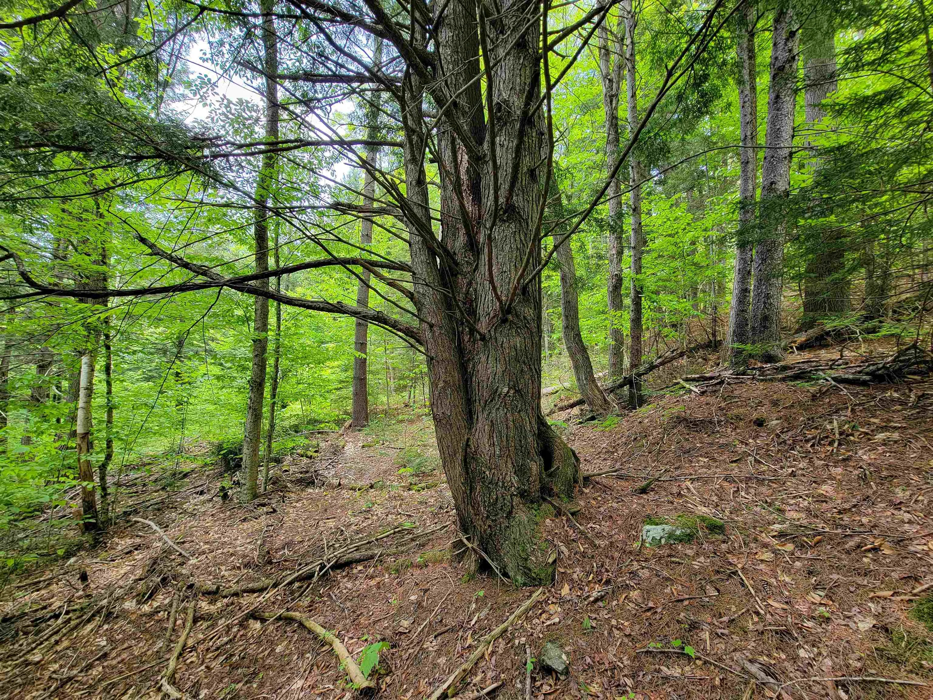 1105 South Hill Road Jamaica VT 05343