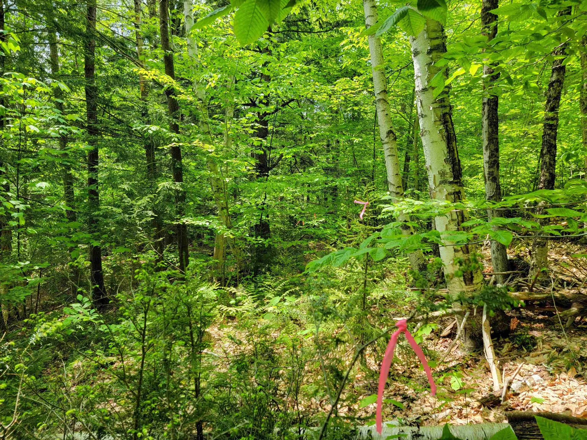 1105 South Hill Road Jamaica VT 05343