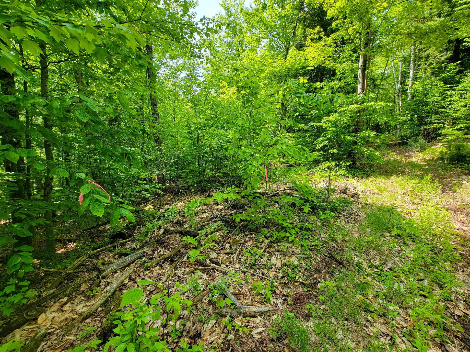 1105 South Hill Road Jamaica VT 05343