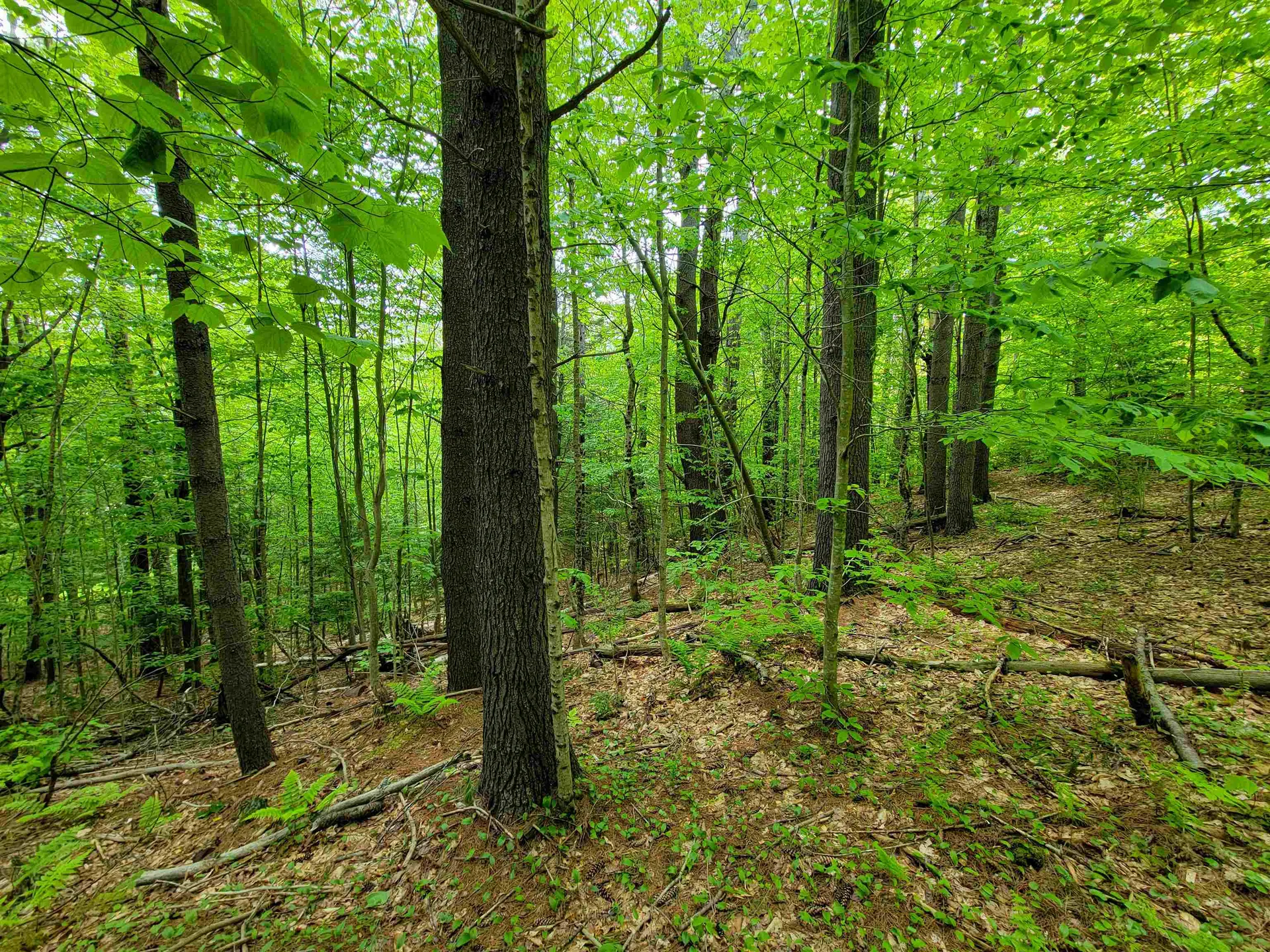 1105 South Hill Road Jamaica VT 05343