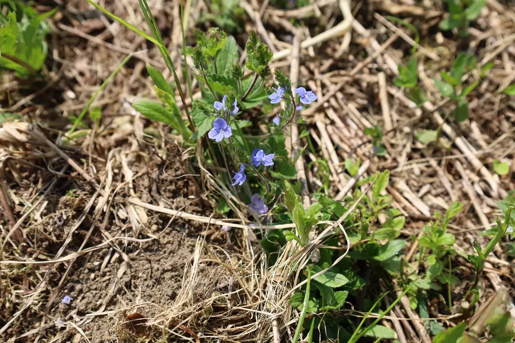 00 Chilafoux Road Charleston VT 05872