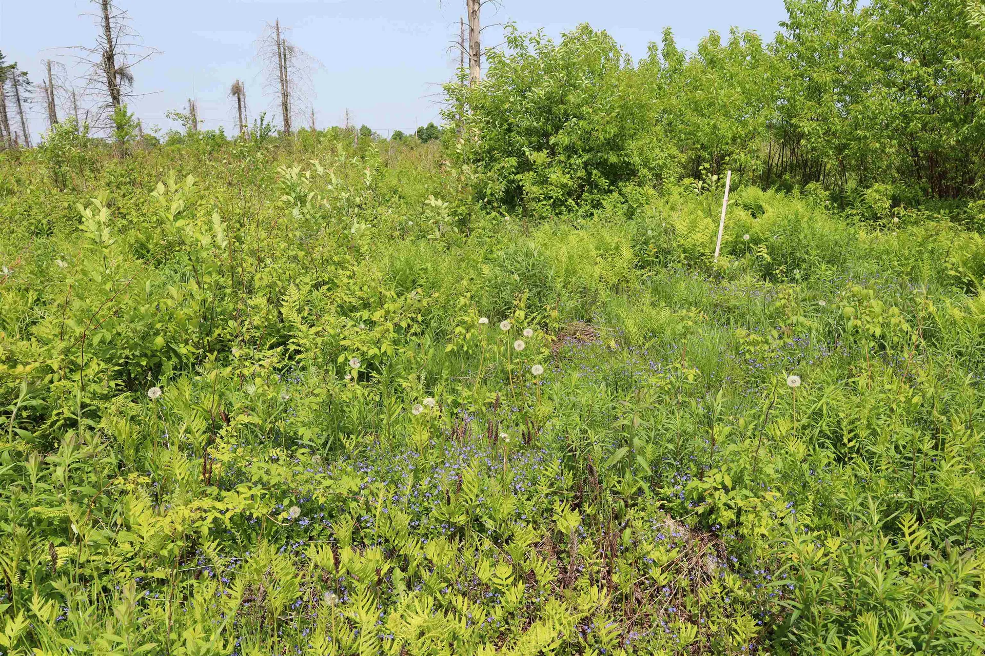 00 Chilafoux Road Charleston VT 05872