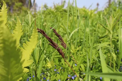 00 Chilafoux Road Charleston VT 05872