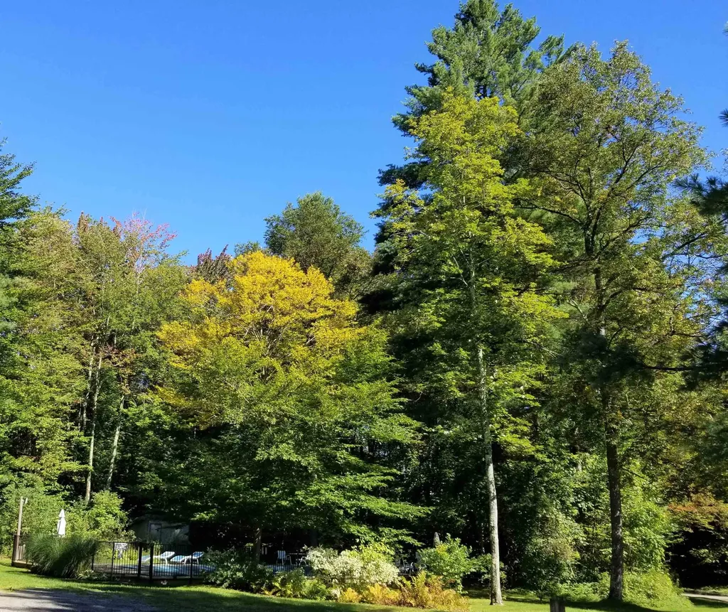 52 Christmas Tree Road Warren VT 05674