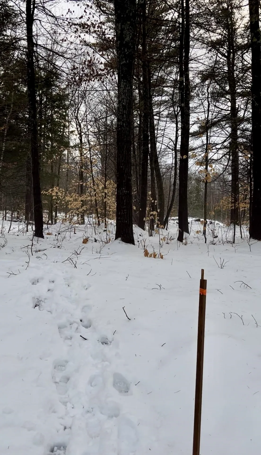 0 East Madison Road Madison NH 03849