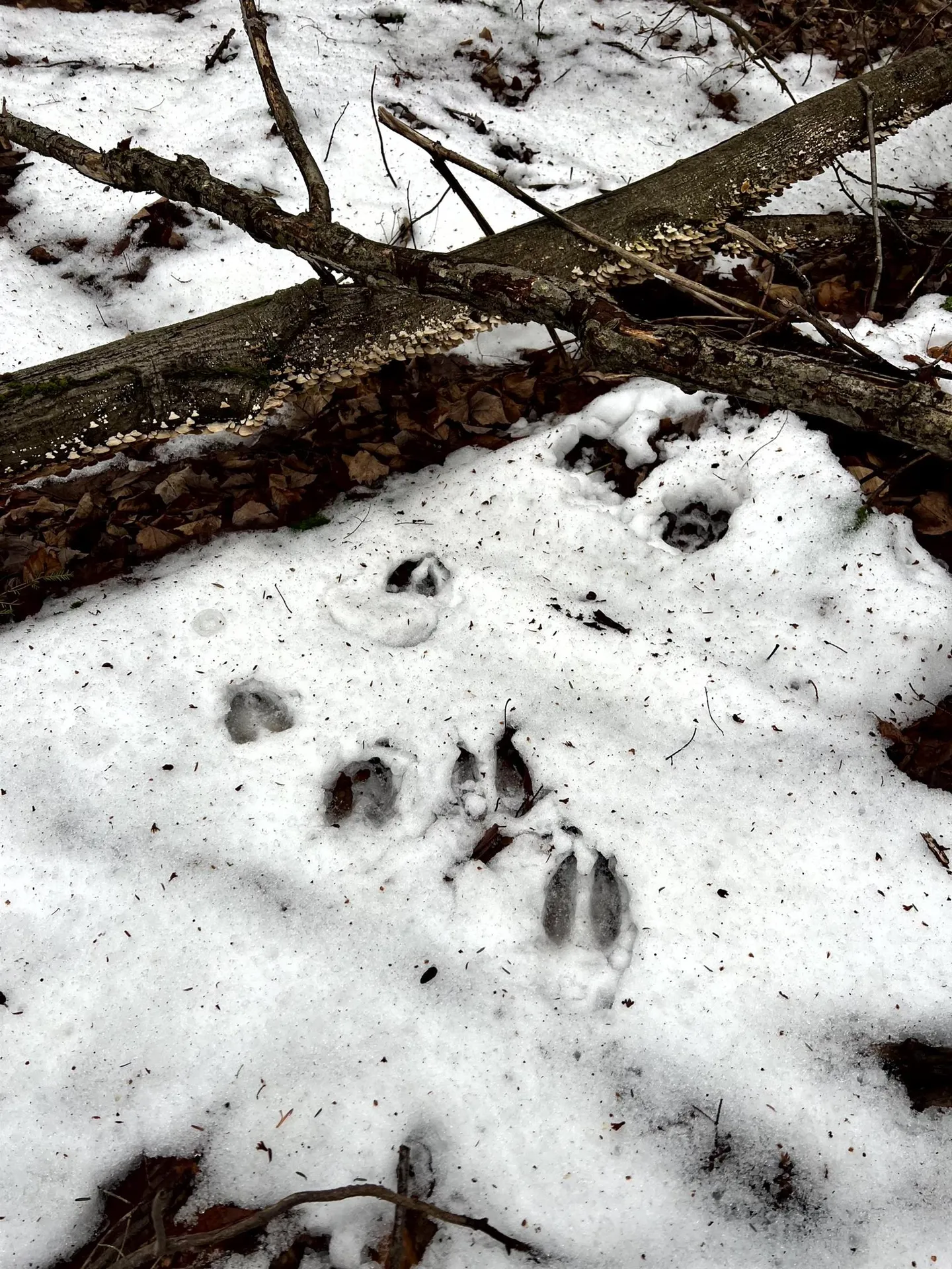 1156 Baird Road Barton VT 05822