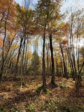 1156 Baird Road Barton VT 05822