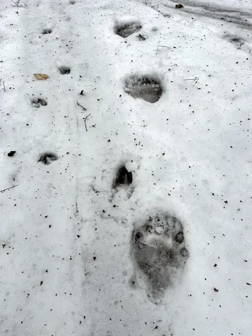 1156 Baird Road Barton VT 05822