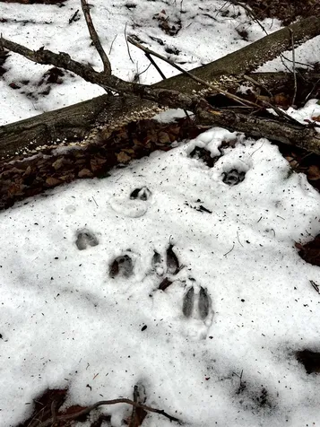 1156 Baird Road Barton VT 05822