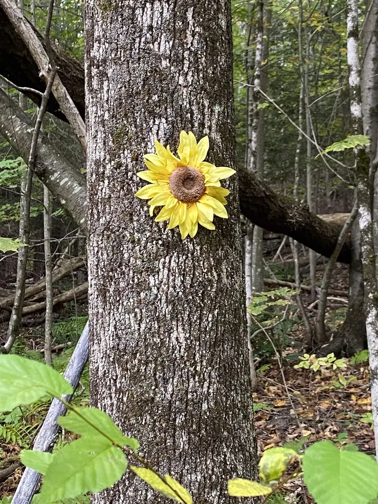 1383 Packer Corners Road Guilford VT 05301