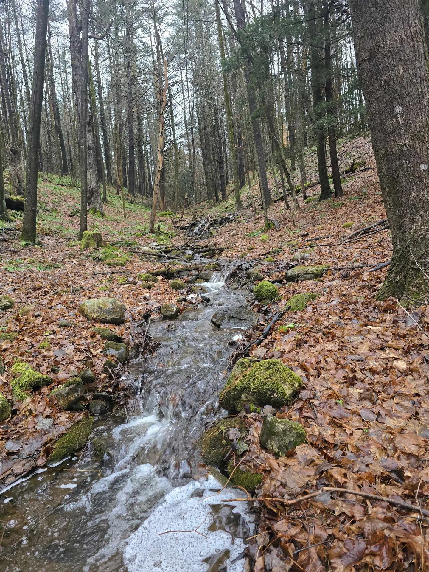 161 Pine Ridge Drive Pownal VT 05261