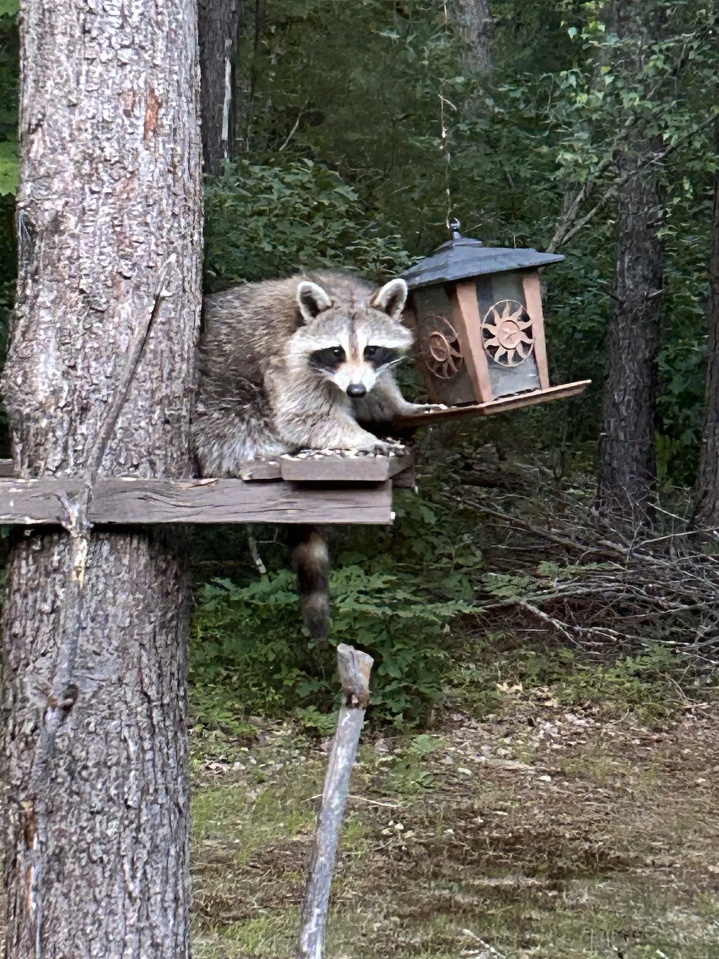 18 Sundance Drive Freedom NH 03836