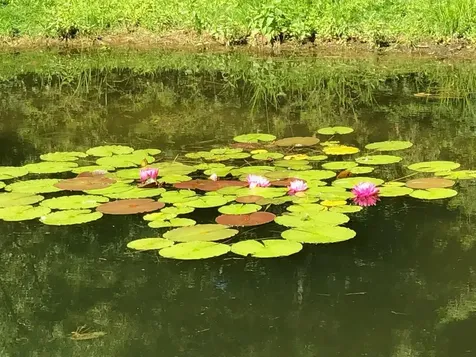 155 Owls Head Spur Stowe VT 05672