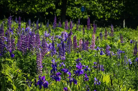 41 Churchill Drive Cornish NH 03745