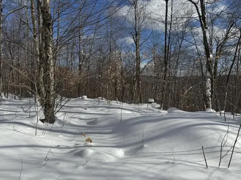 S-1d Great Roaring Brook Road Plymouth VT 05056