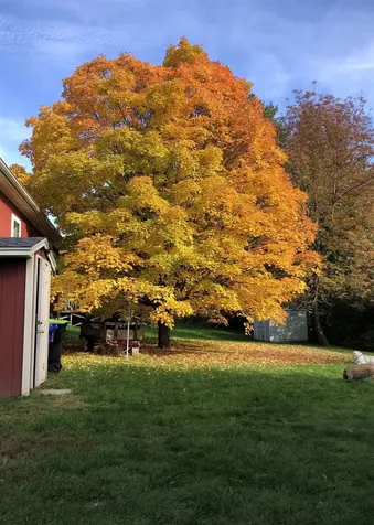 98 Peterson Terrace Middlebury VT 05753