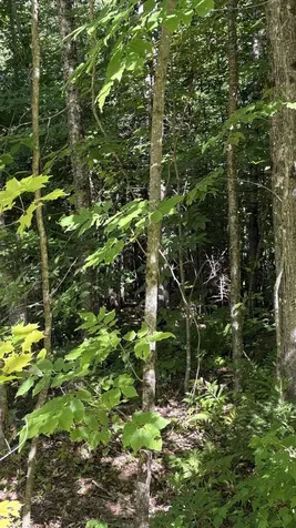 Old Franconia Road Bethlehem NH 03574