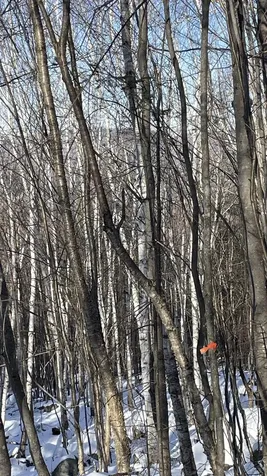 Old Franconia Road Bethlehem NH 03574