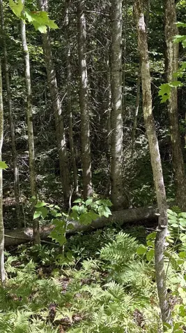 Old Franconia Road Bethlehem NH 03574