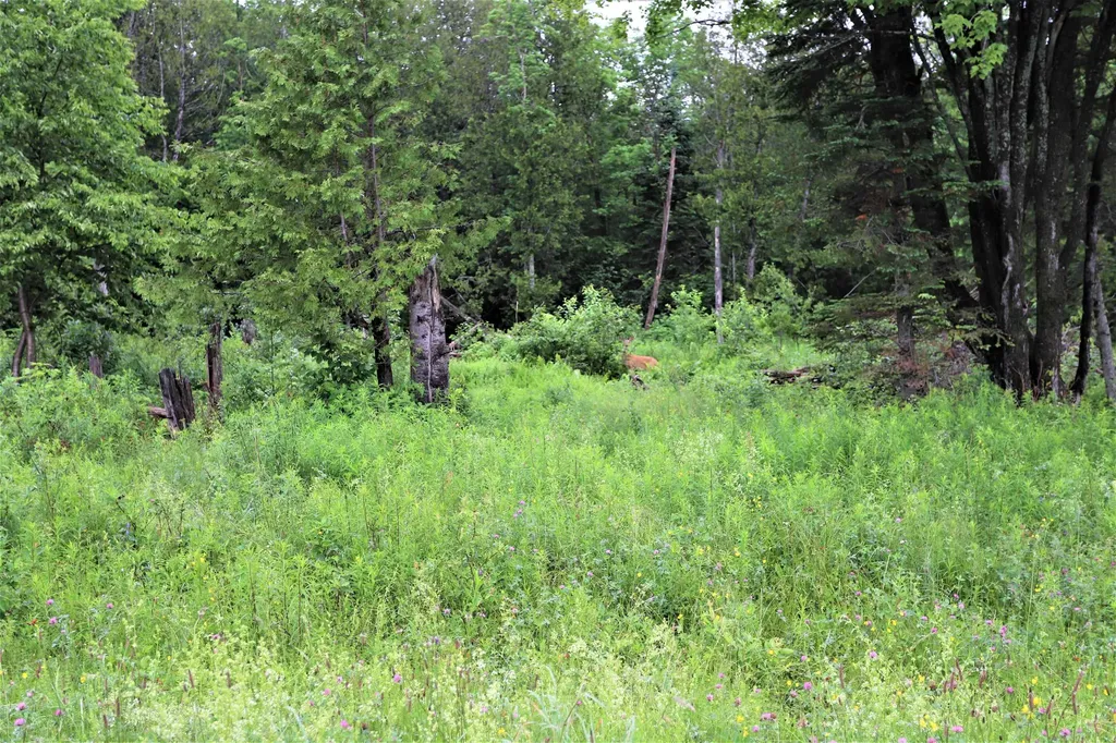 000 Sunset Drive Morgan VT 05853