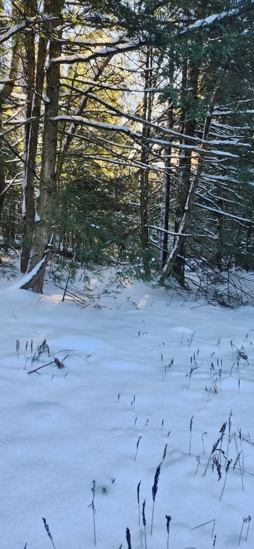 2051 Sheldon Woods Road Fairfield VT 05455