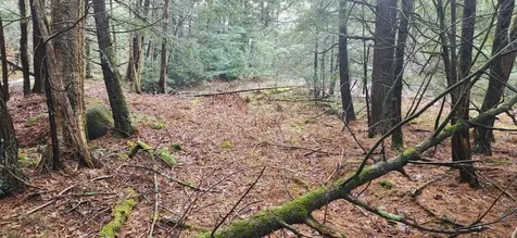 2051 Sheldon Woods Road Fairfield VT 05455