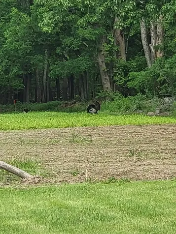 632 Salmon Falls Road Rochester NH 03868